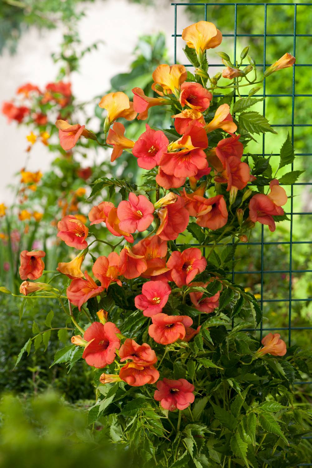 Campsis grandiflora- Bignogne