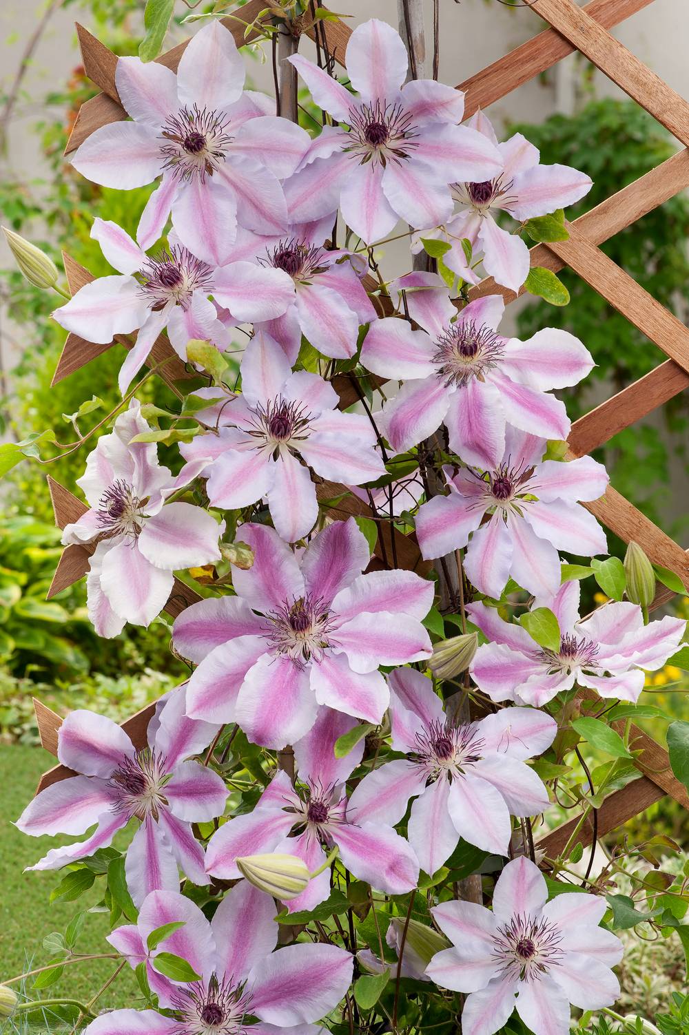 Clématite 'Nelly Moser' - Clematis