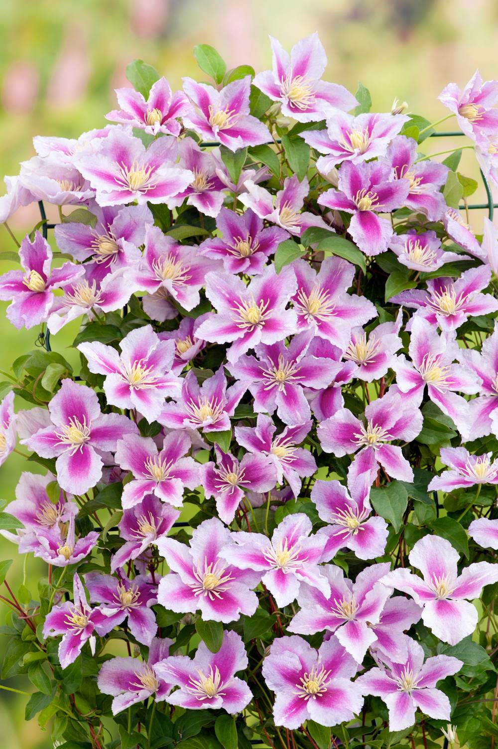 Clématite 'Piilu' - Clematis