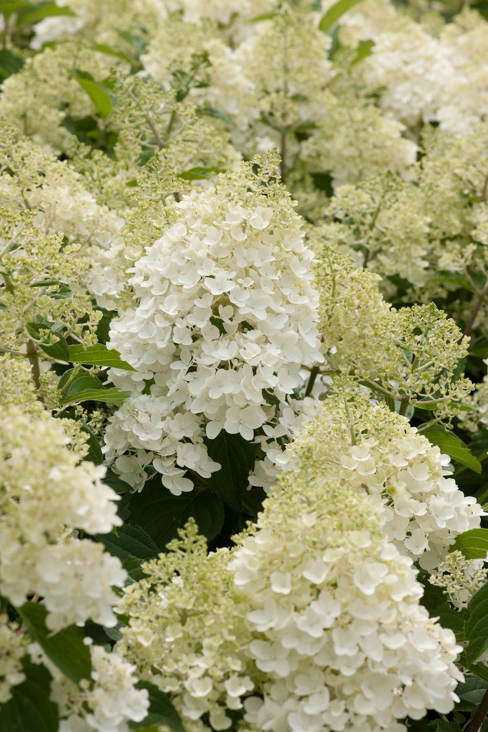 Hydrangea paniculata 'Silver Dollar' - Hortensia paniculé
