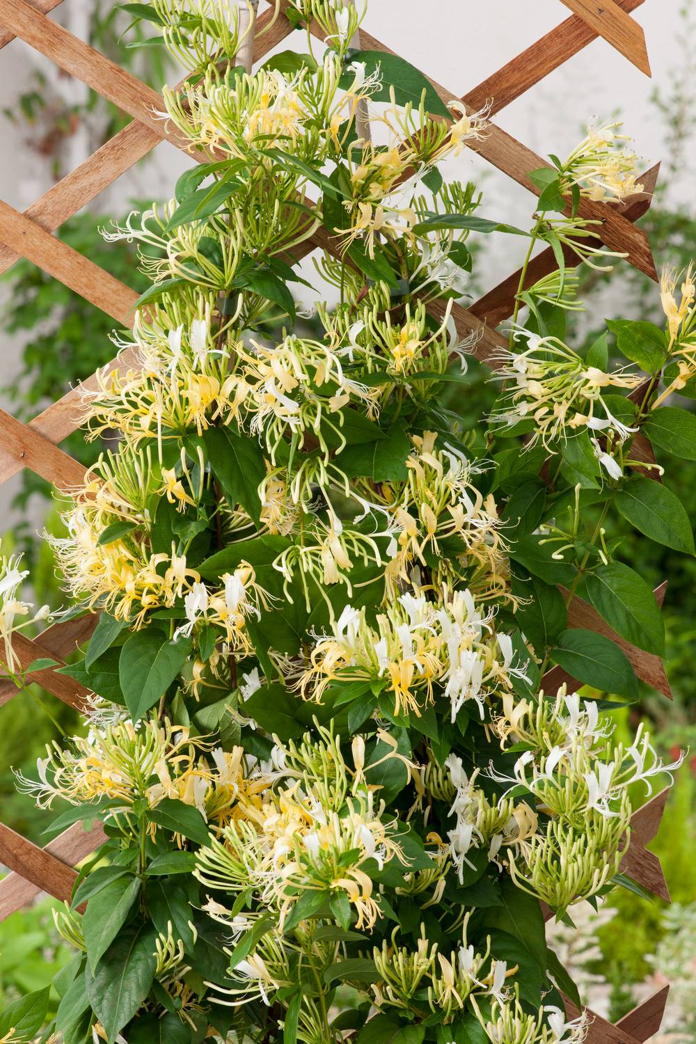 Lonicera similis 'Delavayi' - Chevrefeuille - Pot de 6 litres - Jardiland