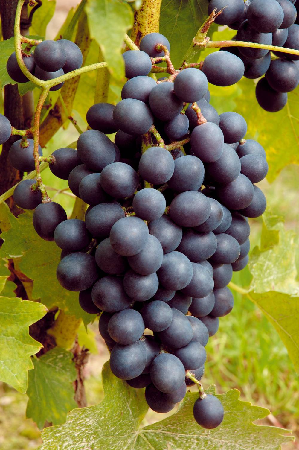 Vigne 'Muscat Bleu' - Pot de 3 litres - Jardiland