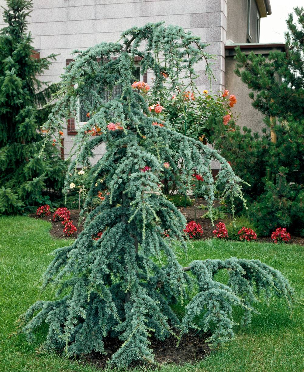 Cedrus atlantica 'Glauca' - Cèdre bleu de l'Atlas