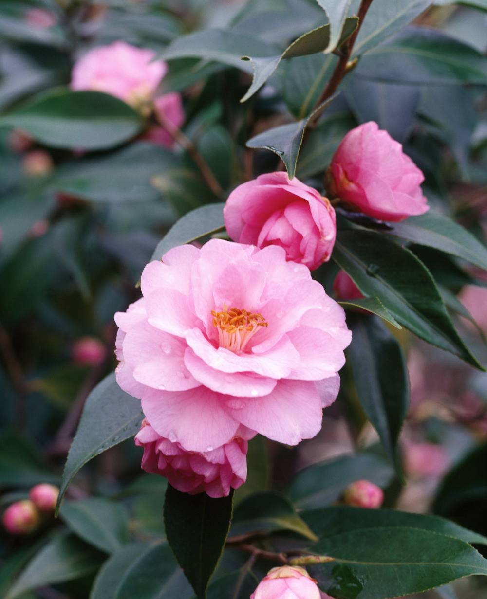 Camellia x 'Spring Festival' - Camélia du Japon
