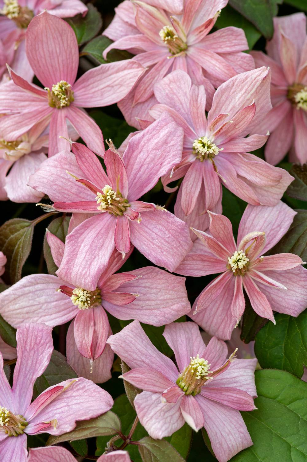 Clématite montana 'Broughton Star' - Clematis