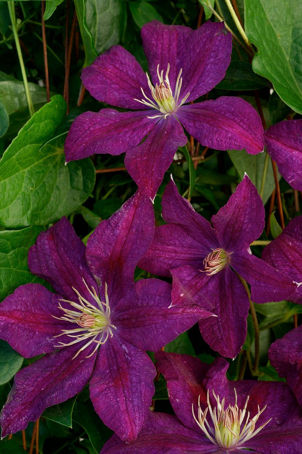 Clématite 'Syrena' - Clematis