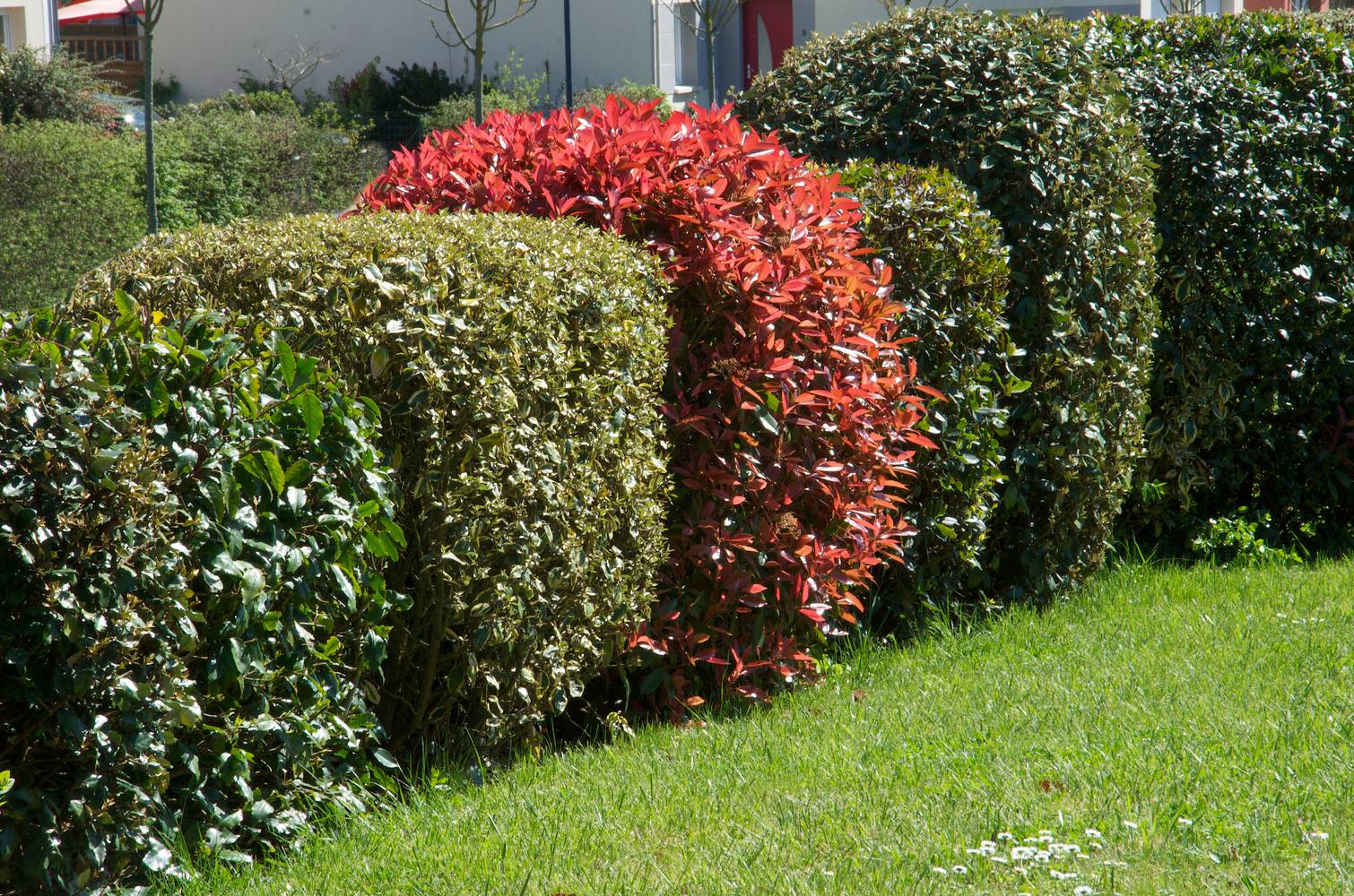 Elaeagnus x ebbingei 'Viveleg' - Chalef