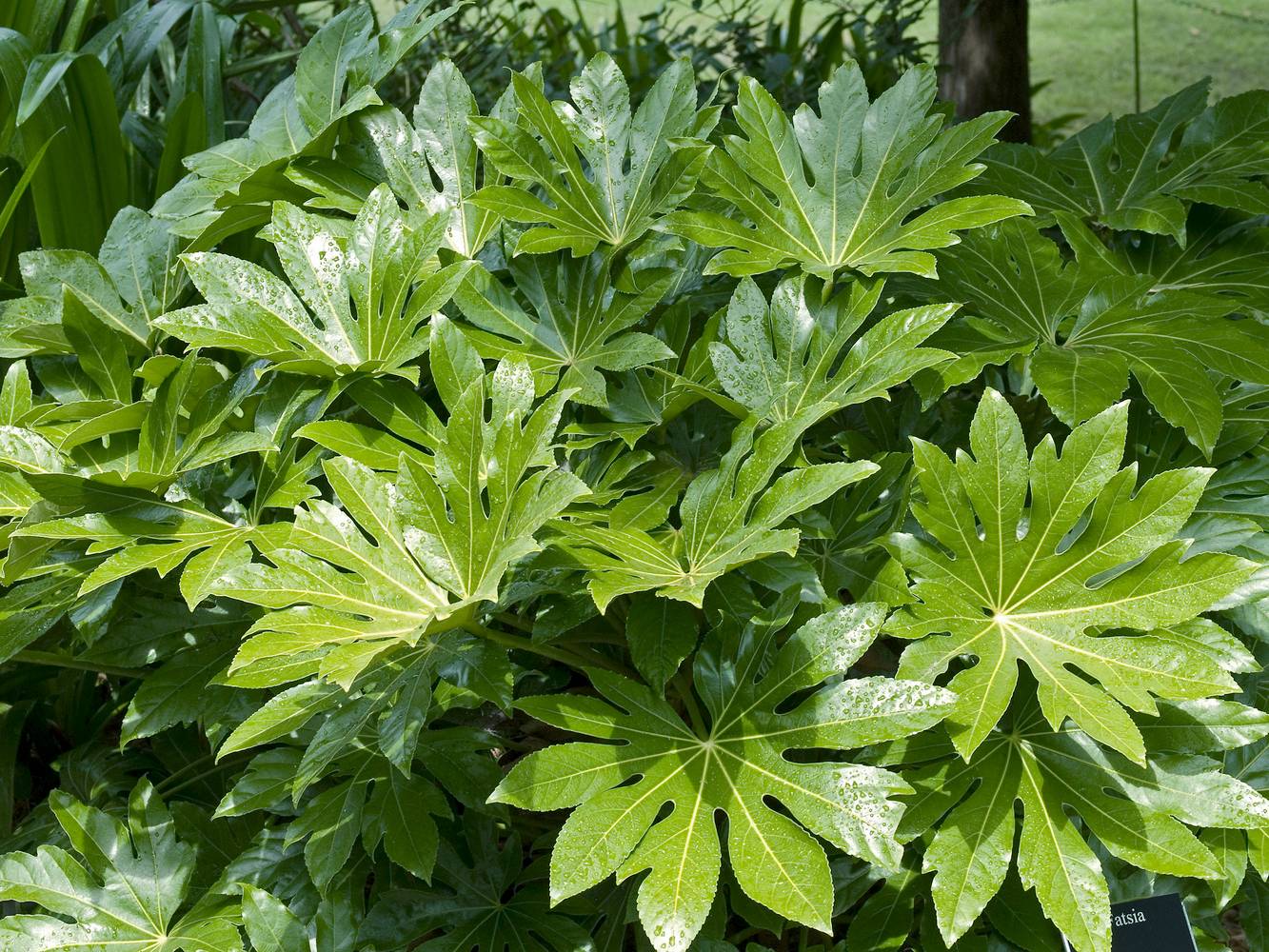 Fatsia japonica - Aralia du Japon