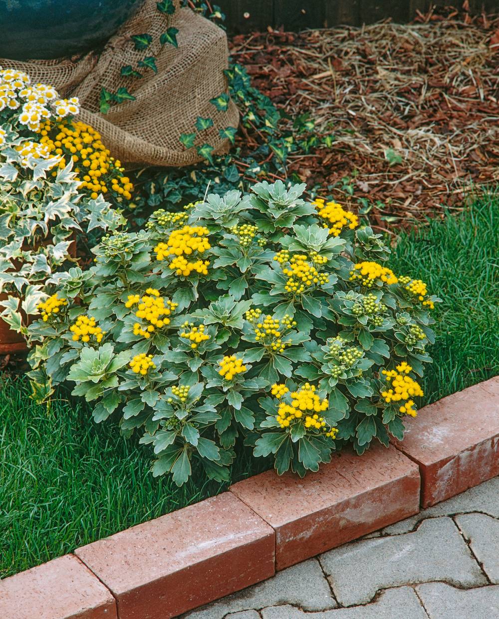 Ajania pacifica - Chrysanthème du Pacifique