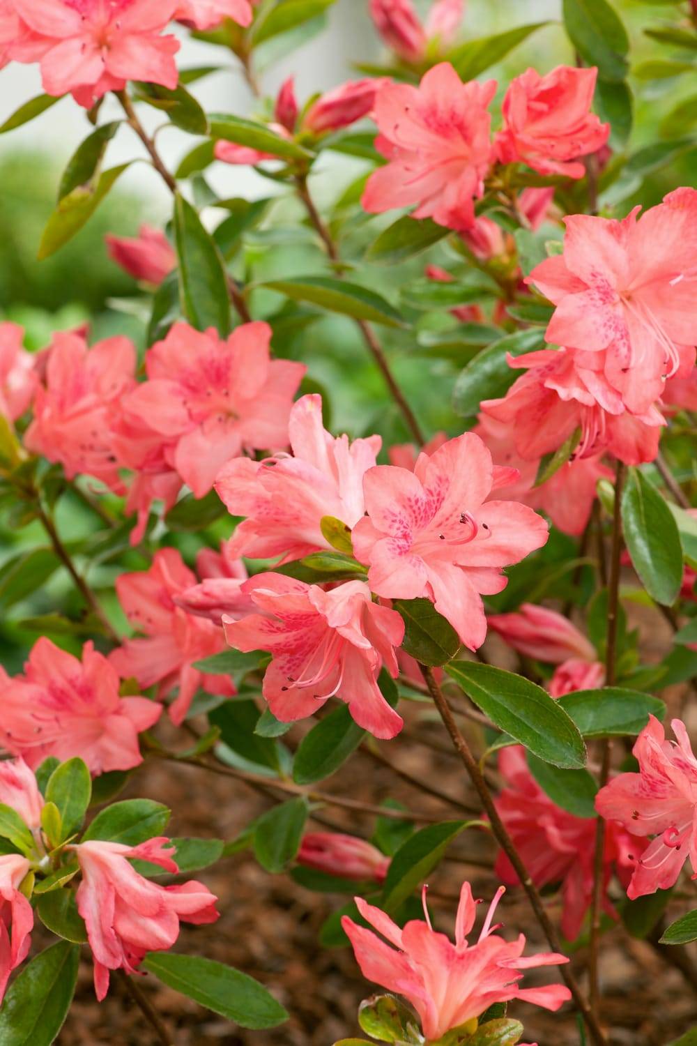 Azalea japonica 'Blaauw's Pink' - Azalée du Japon