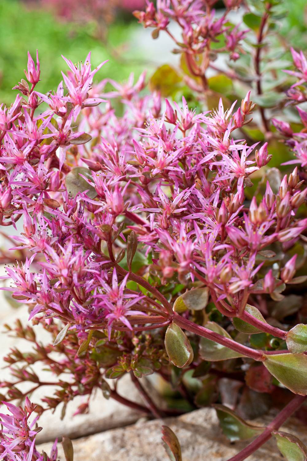 Sedum telephium 'Autumn Joy'