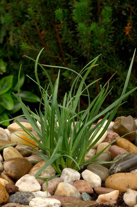 Sesleria heufleriana - Graminée Seslérie de Heufler
