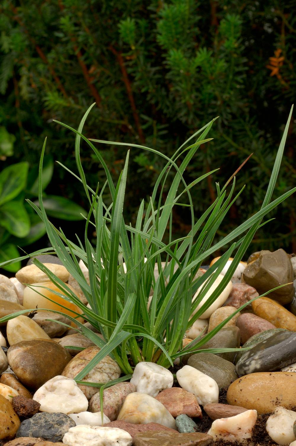 Sesleria heufleriana - Graminée Seslérie de Heufler