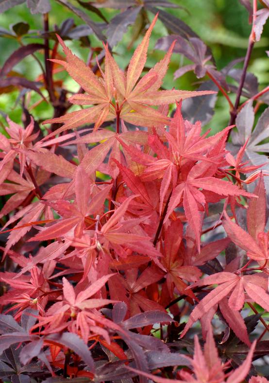 Acer palmatum 'Skeeter's Broom' - ECLOZ - Érable du Japon