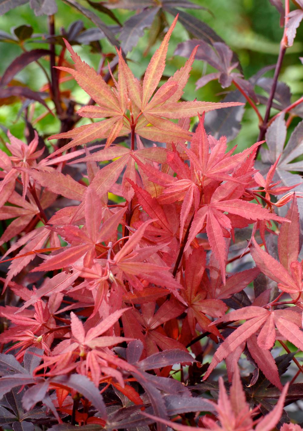 Acer palmatum 'Skeeter's Broom' - ECLOZ - Érable du Japon