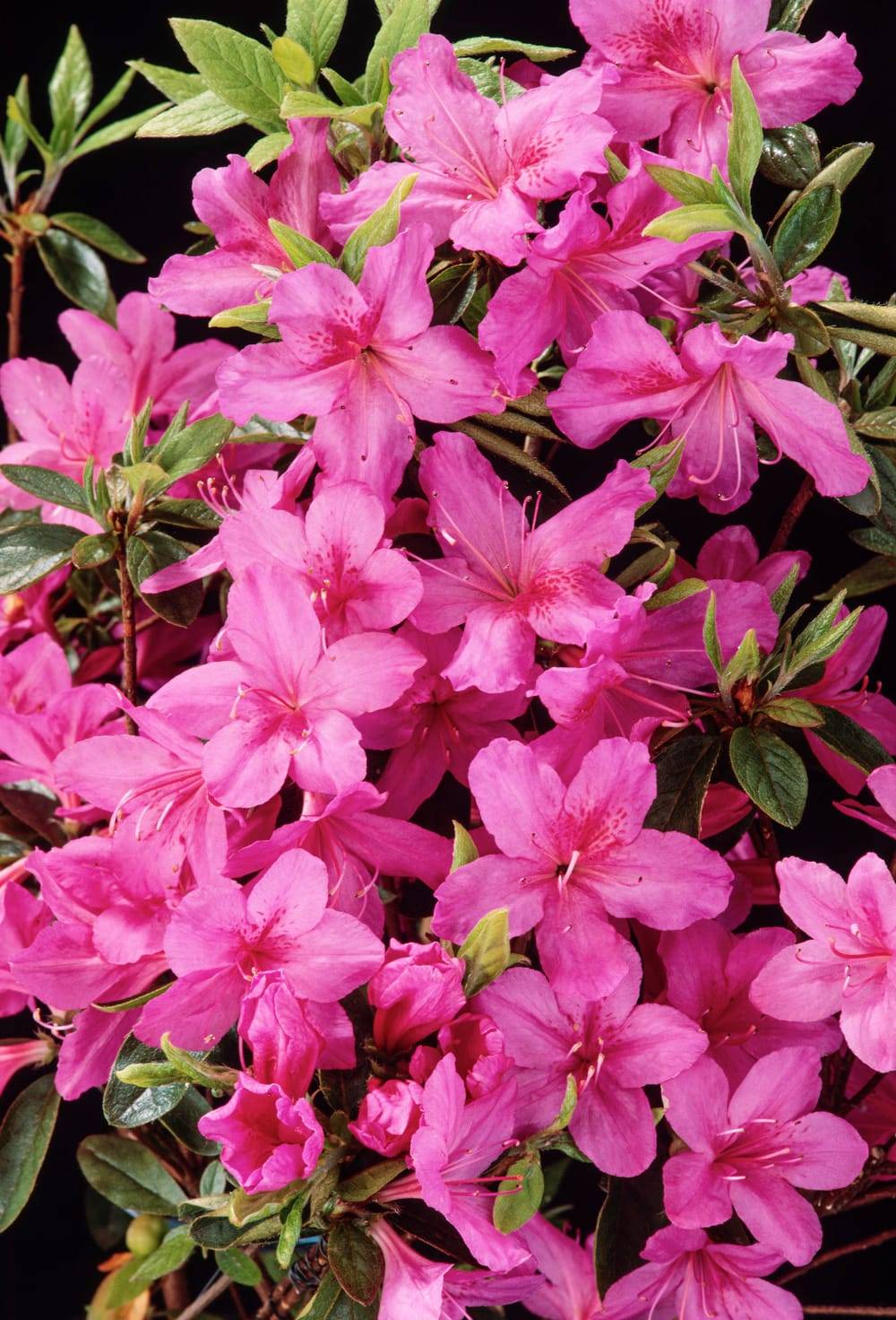 Azalea japonica 'Beethoven' - Azalée du Japon