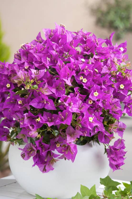 Bougainvillea sanderiana 'Alexandra' - Bougainvillée
