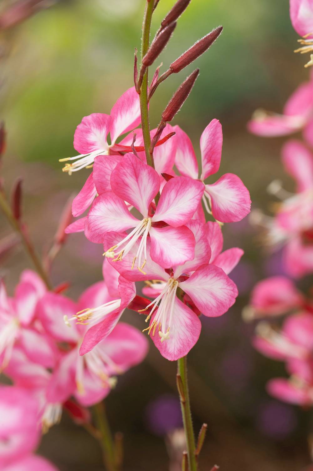 Gaura lindheimeri 'Freefolk Rosy'