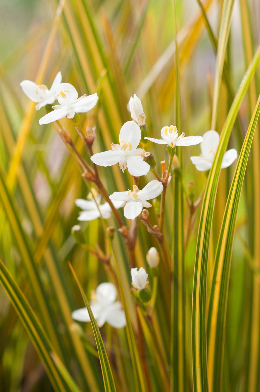 Libertia ixioides 'Goldfinger' - Iris de Nouvelle Zélande