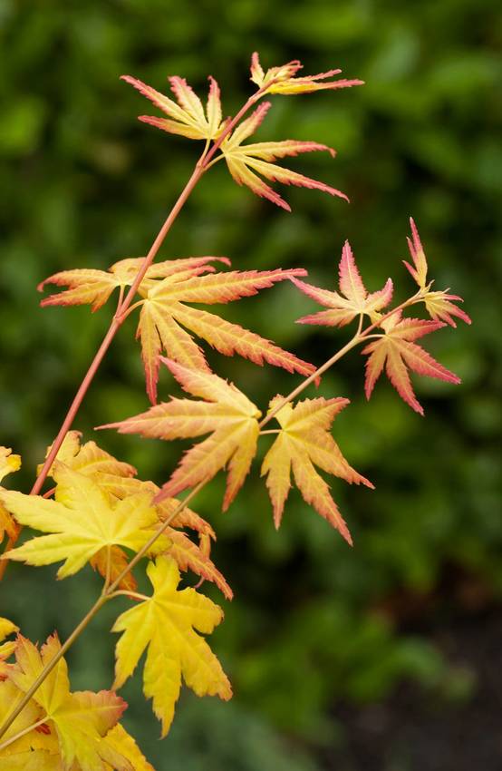 Acer palmatum 'Orange Dream' - ECLOZ - Érable du Japon