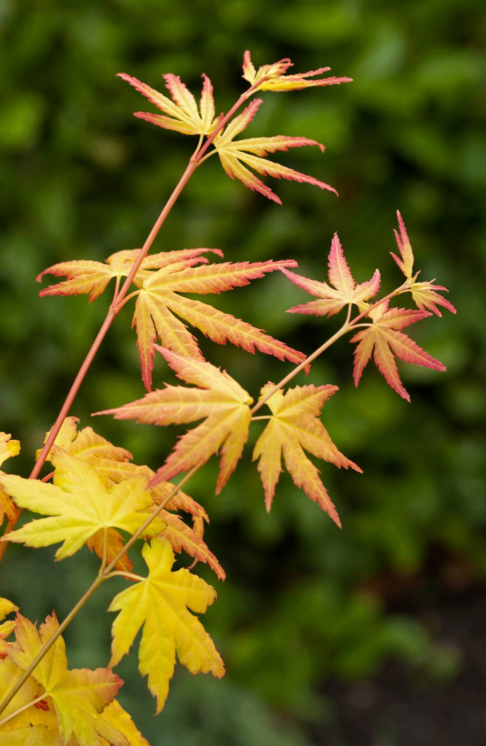 Acer palmatum 'Orange Dream' - ECLOZ - Érable du Japon