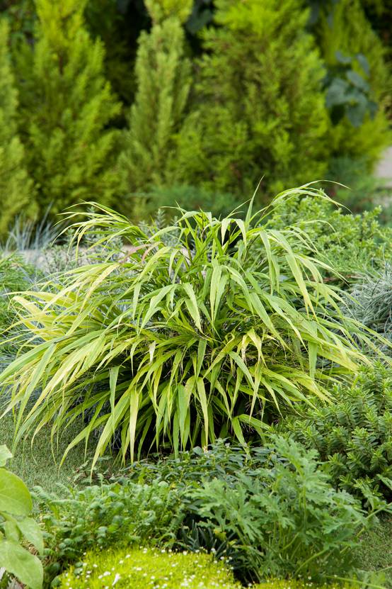 Hakonechloa macra 'Sunflare' - Théma les graphiques - ECLOZ - Graminée Herbe du Japon