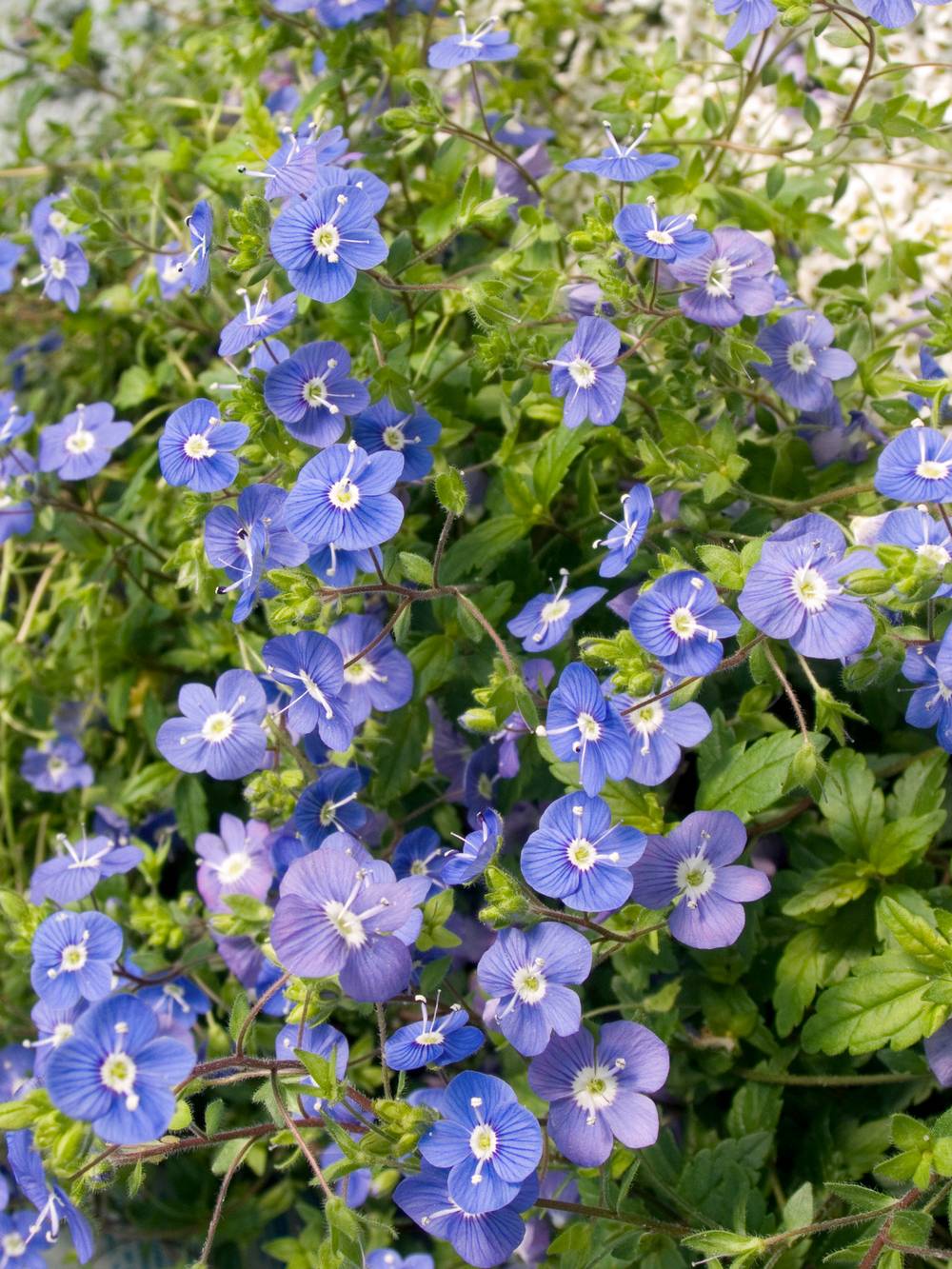 Veronica longifolia - Véronique