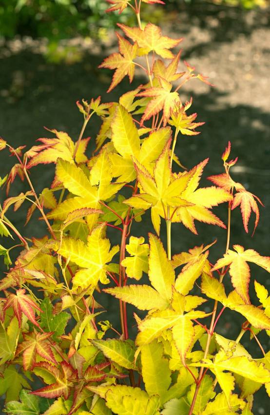 Acer palmatum 'Aureum' - ECLOZ - Érable du Japon