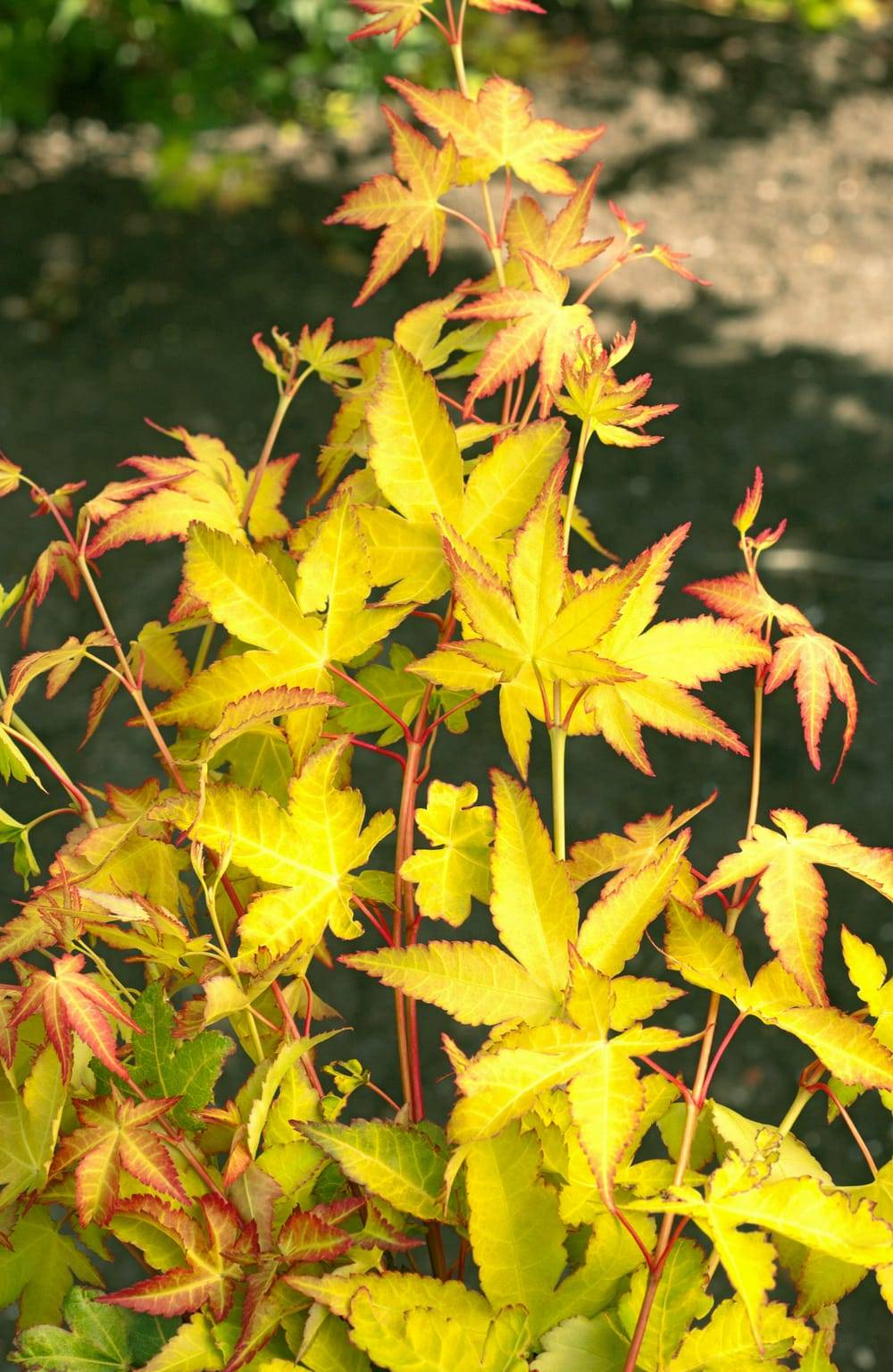Acer palmatum 'Aureum' - ECLOZ - Érable du Japon