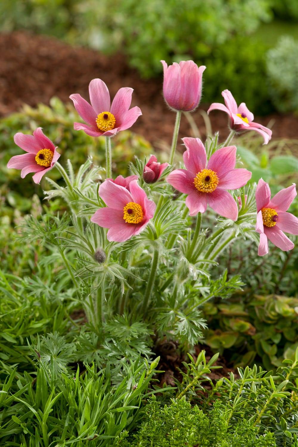 Pulsatilla vulgaris - Pulsatille