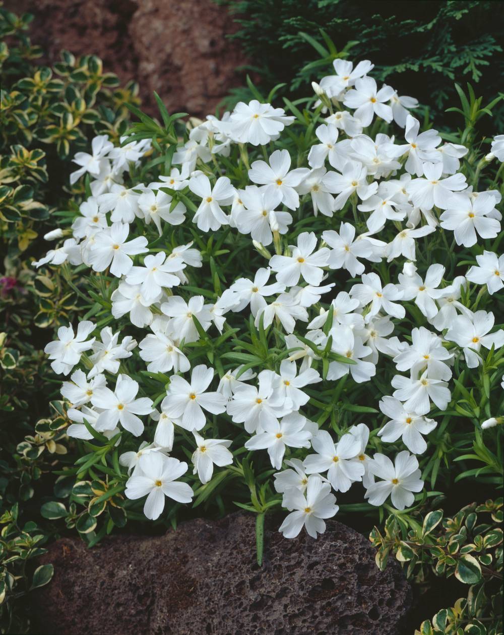 Phlox subulata 'White Delight'
