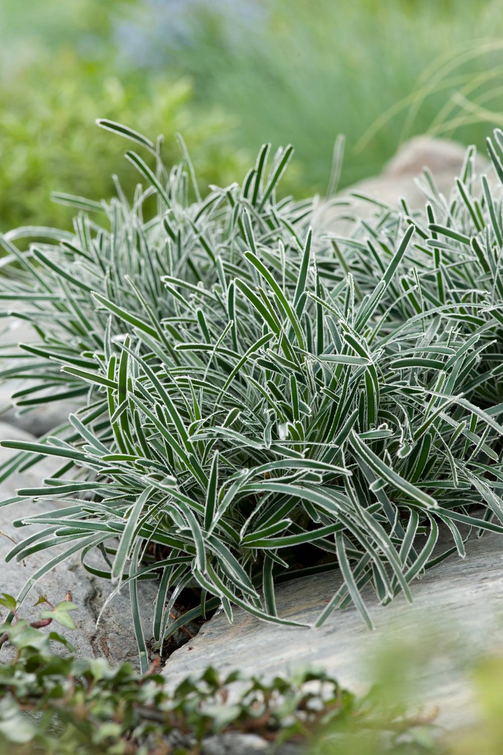 Ficinia truncata 'Ice Crystal' - Graminée