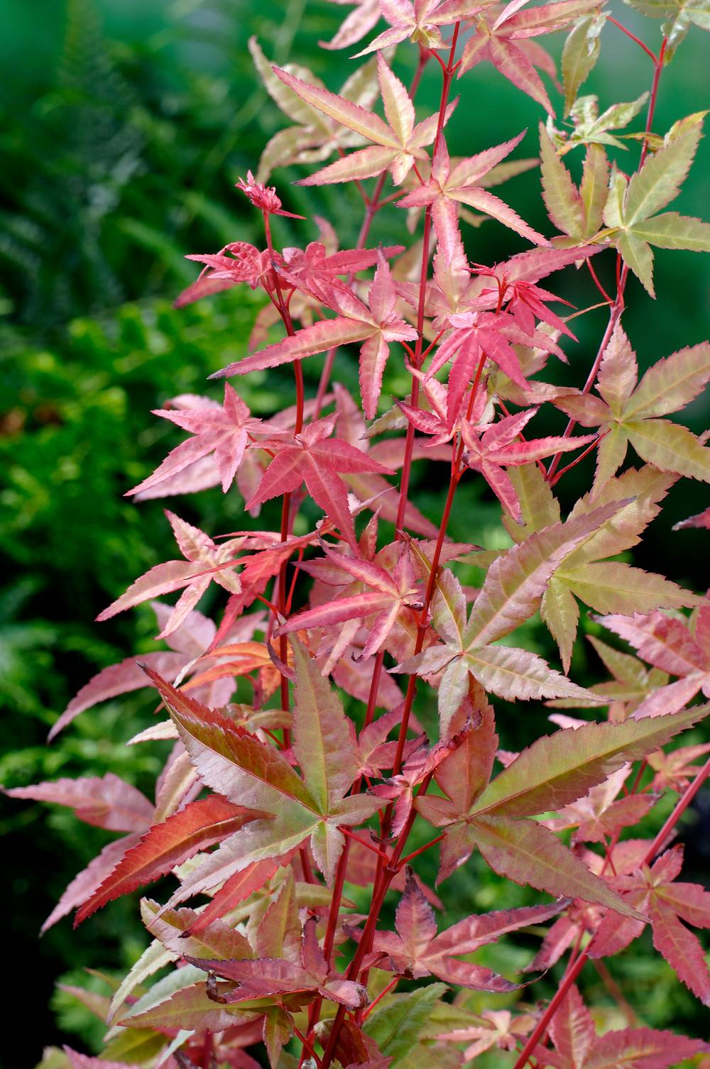 Acer palmatum 'Deshojo' - ECLOZ - Érable du Japon