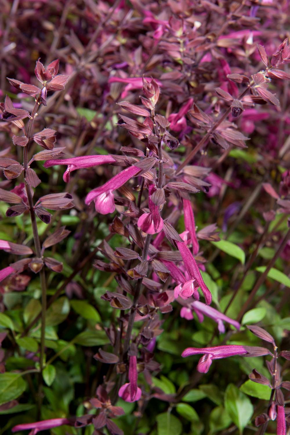 Salvia x 'Love and Wishes' - Sauge