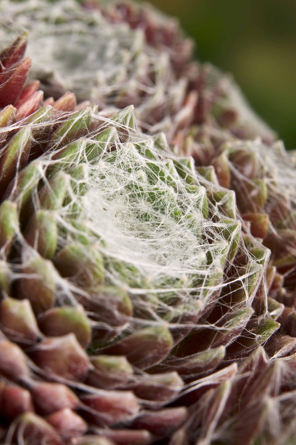 Sempervivum arachnoideum 'Montanum' - Joubarde