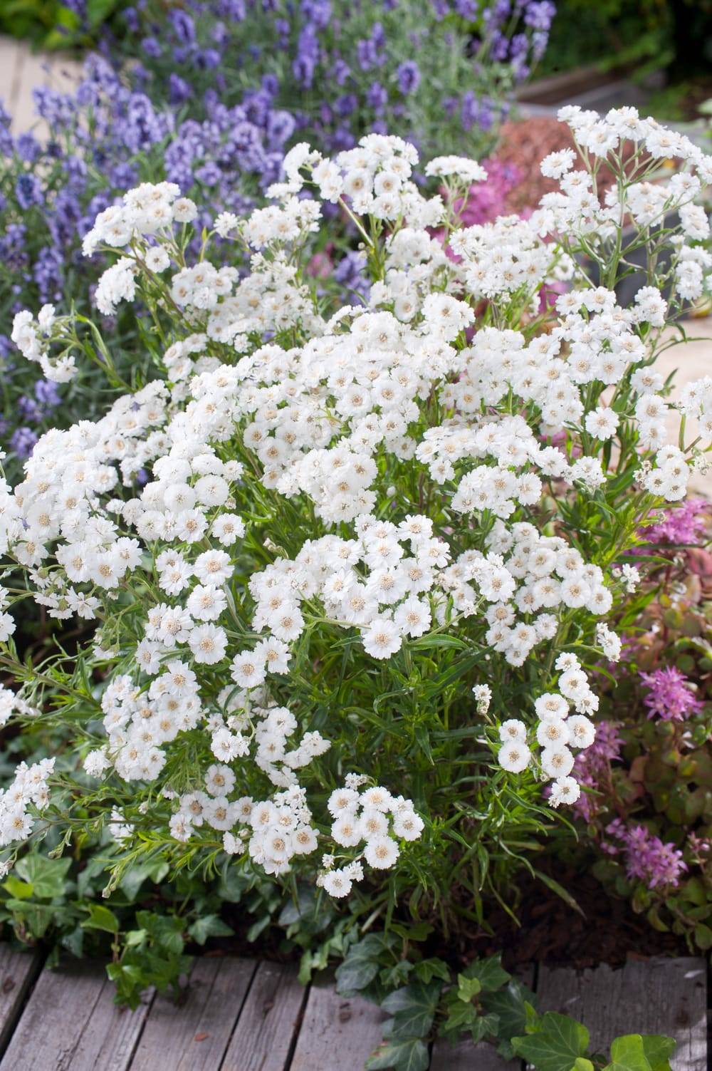 Achillea ptarmica 'Peter Cottontail' - ECLOZ - Achillée