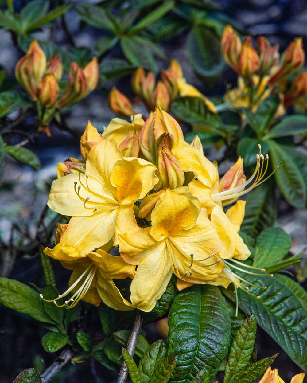 Azalea mollis 'Golden Sunset' - Azalée de Chine
