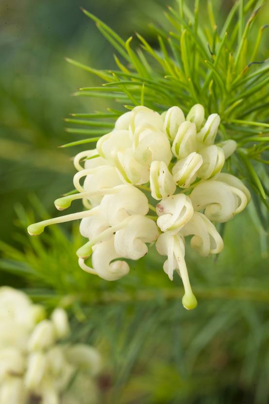 Grevillea gracilis 'Alba'