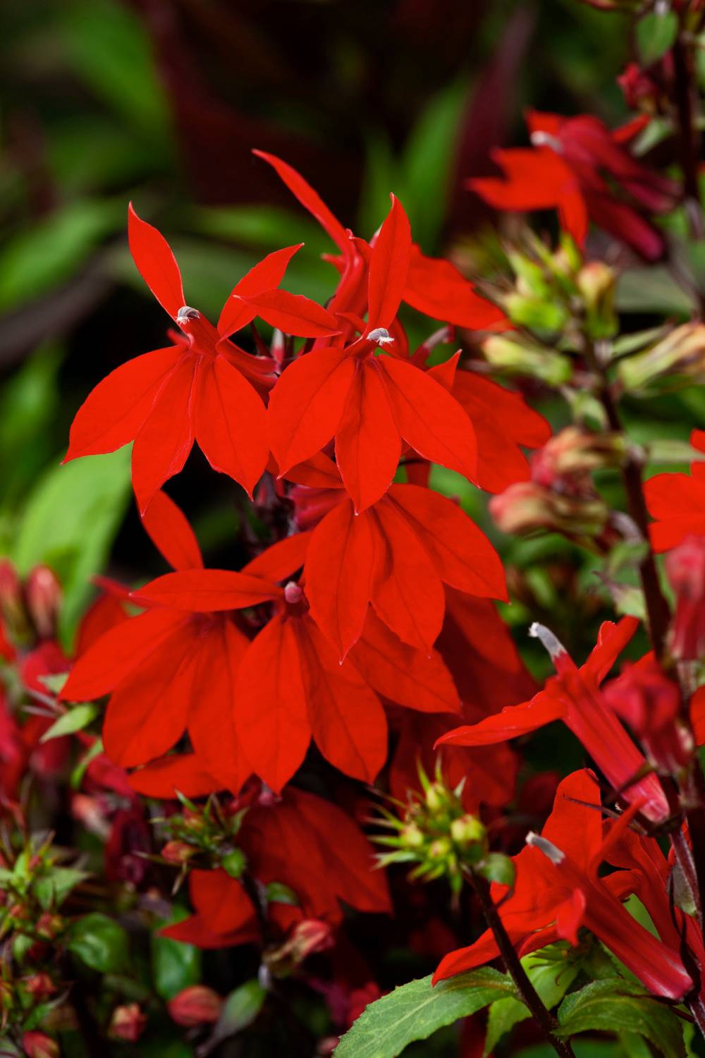 Ecloz - Lobelia speciosa 'Starship Scarlet' - ECLOZ