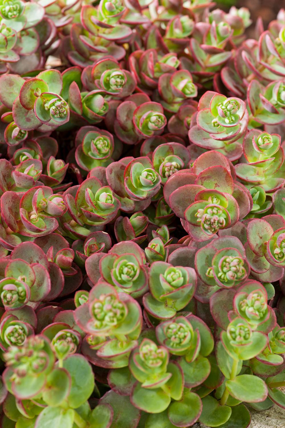 Ecloz - Sedum 'Sunsparker Lime Zinger'