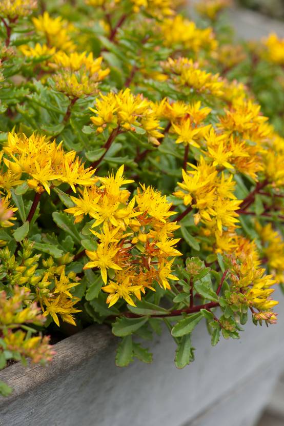 Ecloz - Sedum floriferum 'Weihenstephaner Gold' - Théma: les écol'eau - ECLOZ