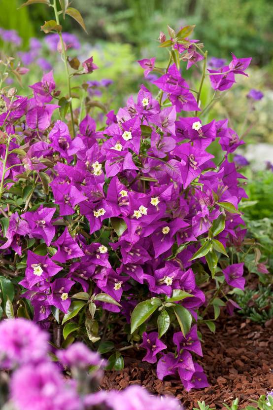 Bougainvillea sanderiana - Bougainvillée