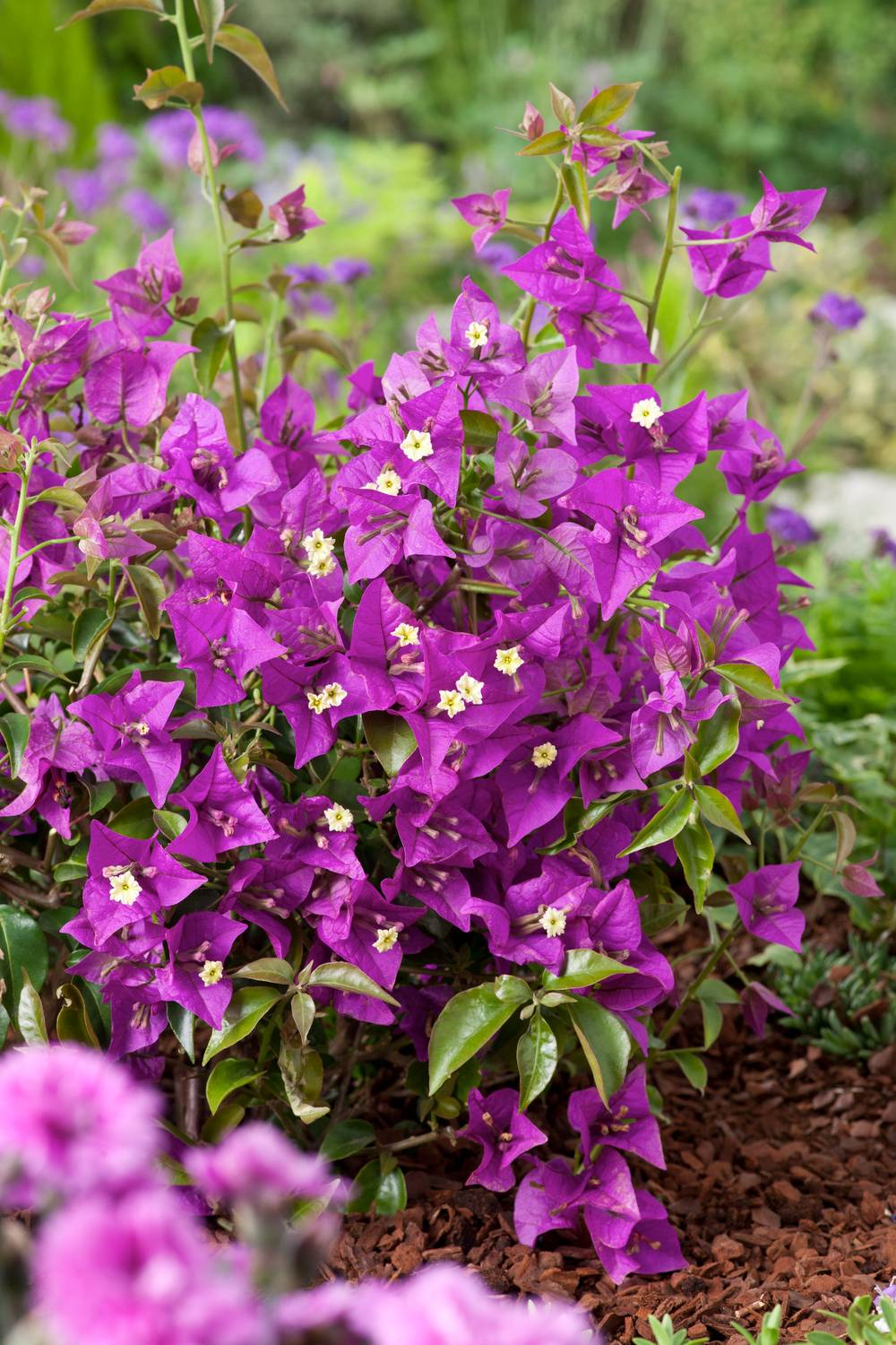 Bougainvillea sanderiana - Bougainvillée