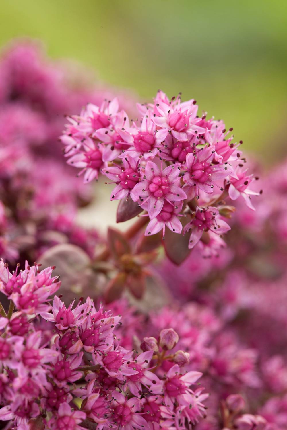 Ecloz - Sedum 'Sunsparker Firecracker' - Théma: les écol'eau - ECLOZ