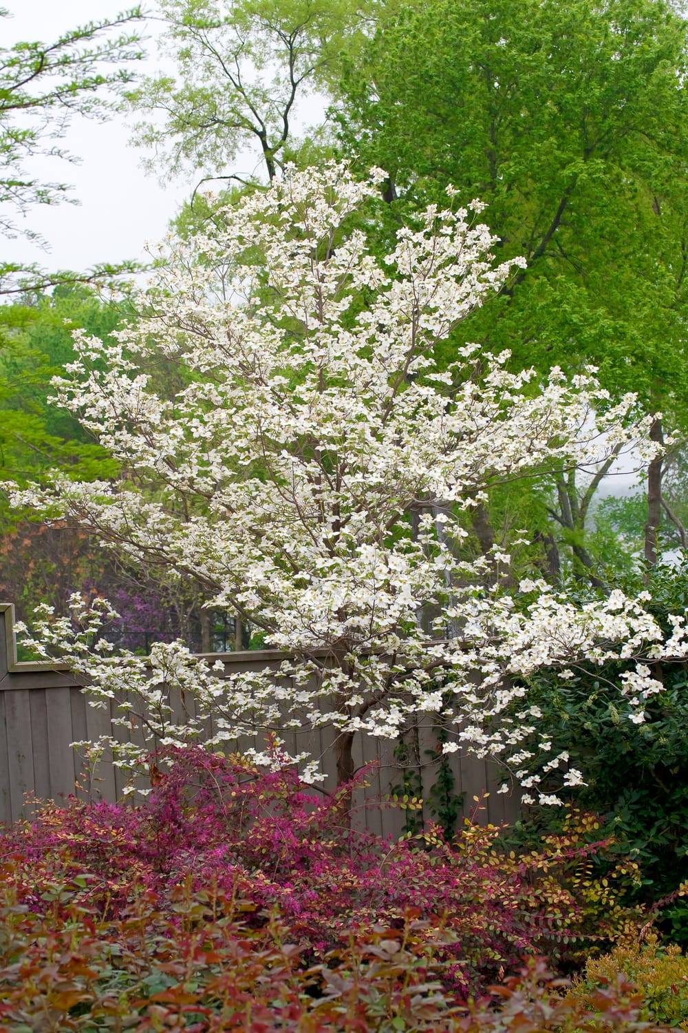 Cornus florida 'Cherokee Princess' - Cornouiller à fleurs