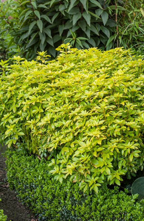 Choisya ternata 'Greenfingers' - Oranger du Mexique