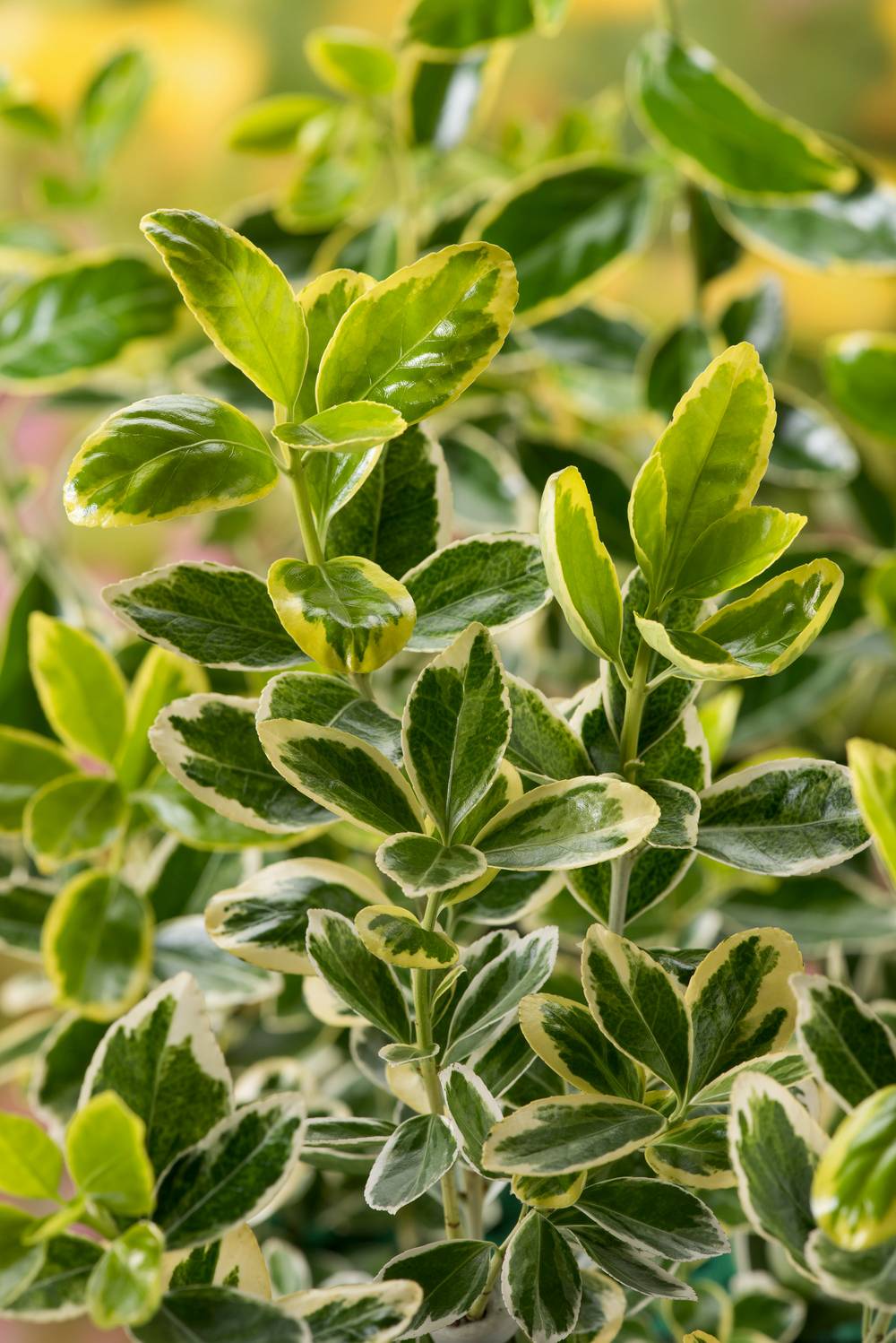 Euonymus japonicus 'Albomarginatus' - Fusain du Japon