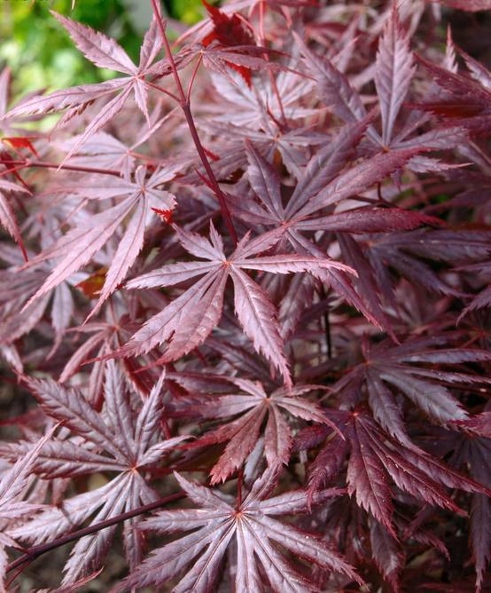Acer palmatum 'Trompenburg' - ECLOZ - Érable du Japon