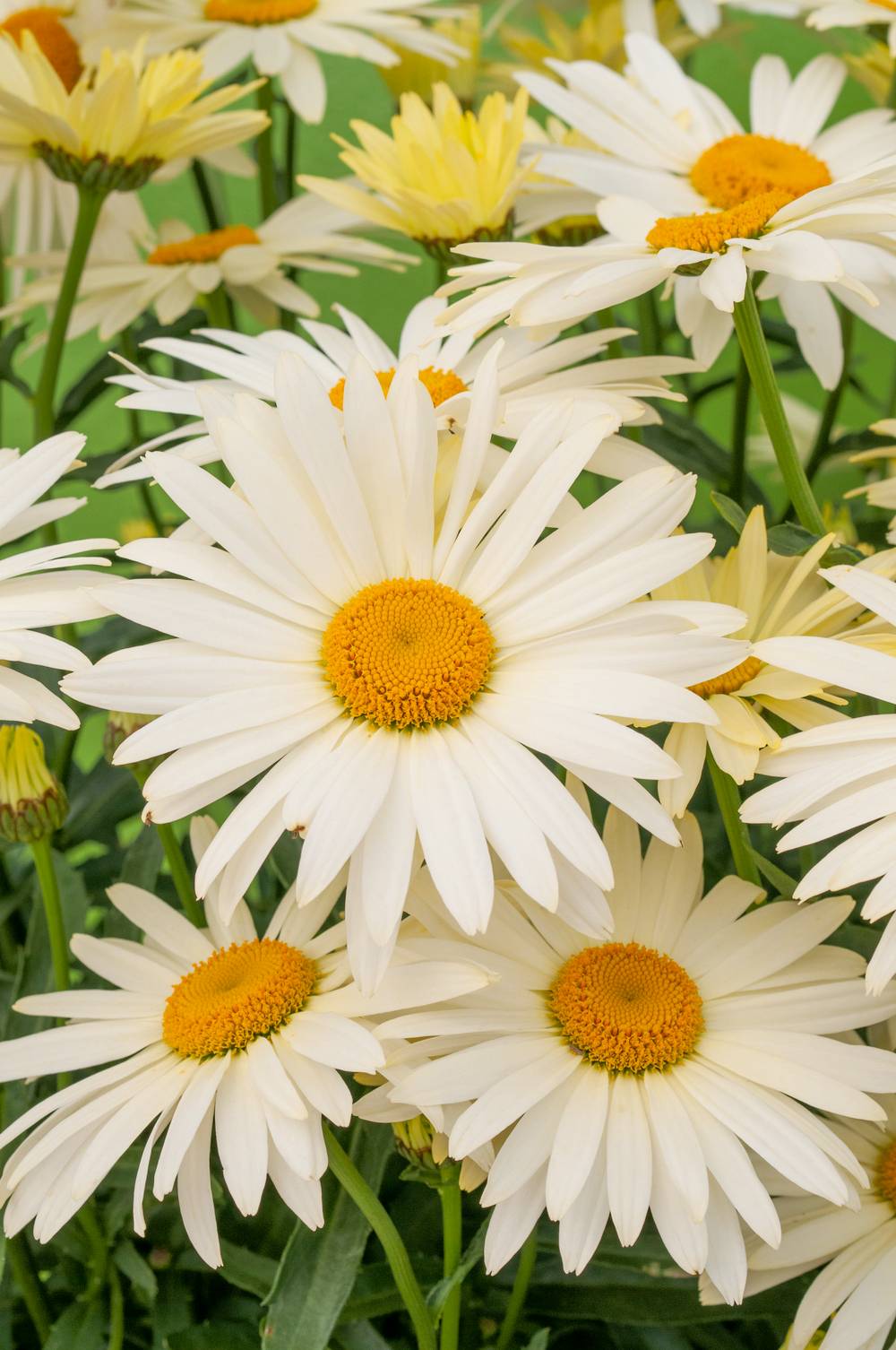 Ecloz - Leucanthemum superbum 'Banana Cream' - ECLOZ - Marguerite