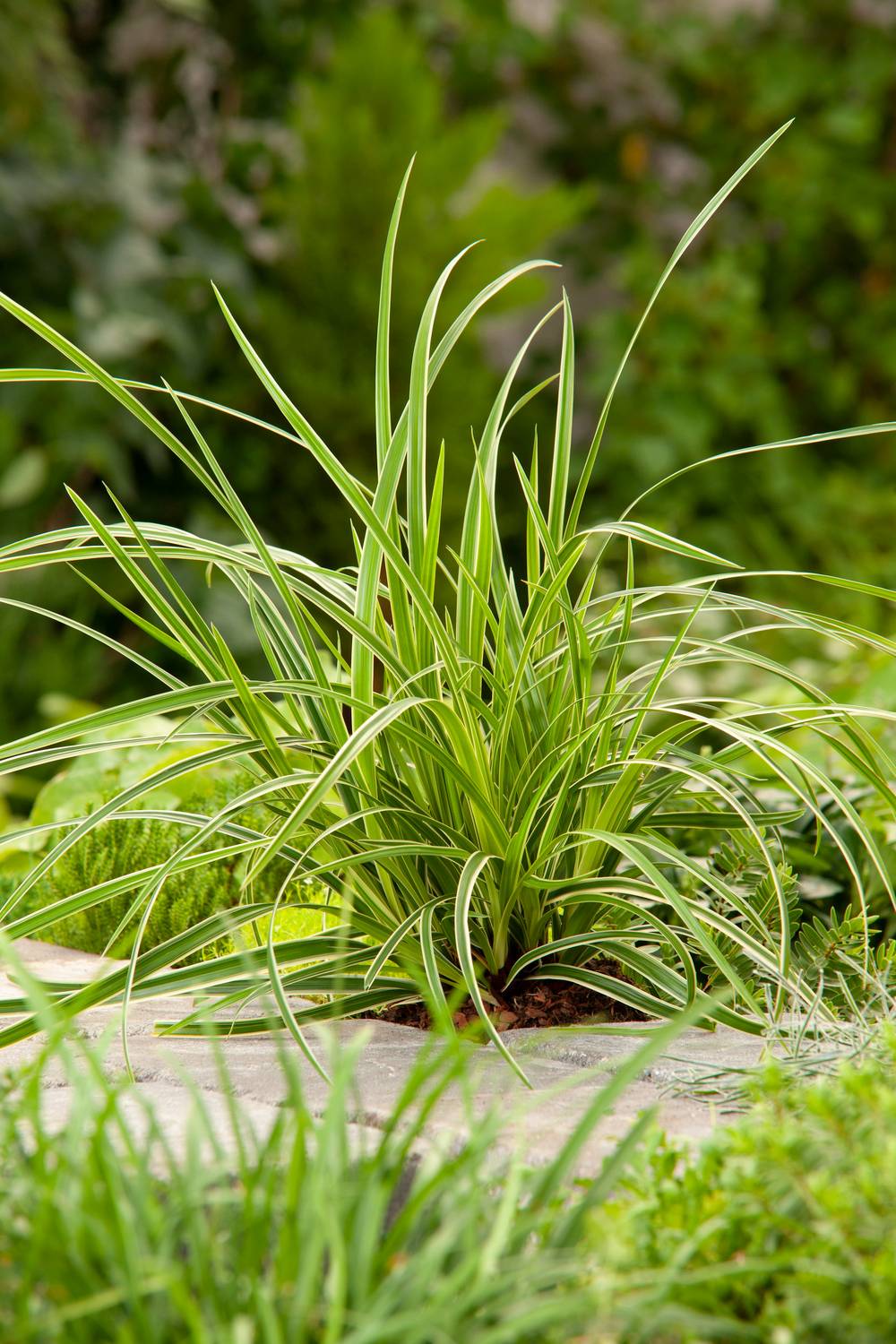 Ecloz - Carex morrowii 'Ice Dance' - ECLOZ - Graminée Laîche
